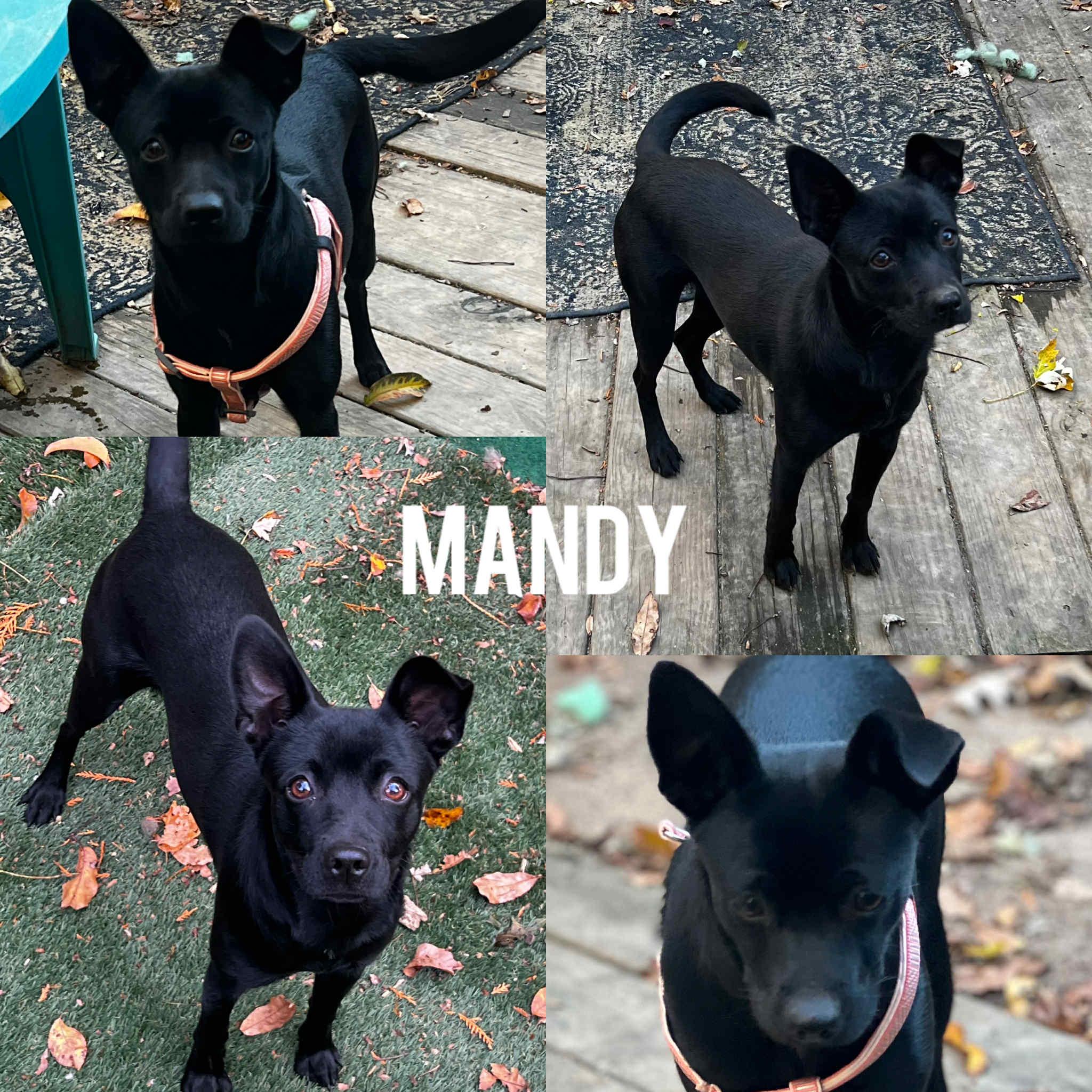 Mandy, adopted, Adult Female Chihuahua.