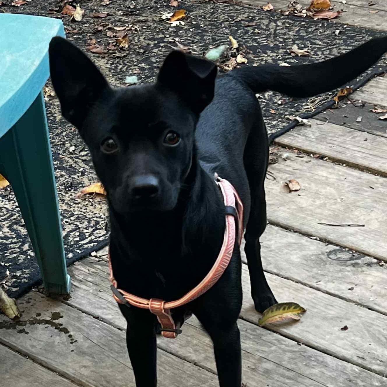 Mandy, an adopted Chihuahua in Harrington, DE image 4/4