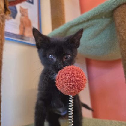 Soy, Adoptable, Kitten Female Domestic Short Hair & Domestic Short Hair.