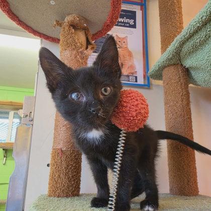 Enlarge Soy, a Adoptable mixed breed in Scottsbluff, NE image 2/3
