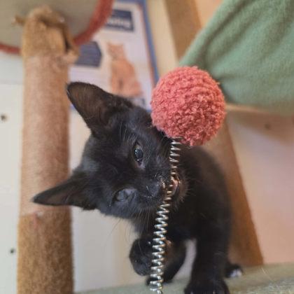 Enlarge Soy, a Adoptable mixed breed in Scottsbluff, NE image 3/3