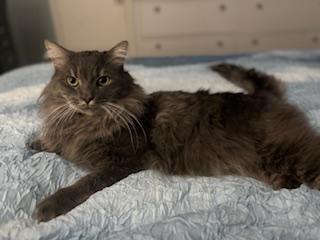 Tom, a Adoptable Domestic Medium Hair in Fairfax, VA image 1/6