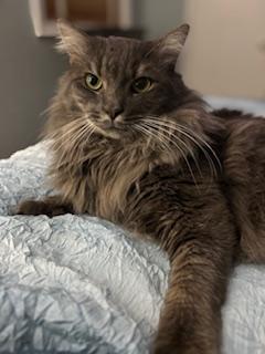Tom, a Adoptable Domestic Medium Hair in Fairfax, VA image 2/6