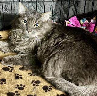 Tom, Adoptable, Young Male Domestic Medium Hair.