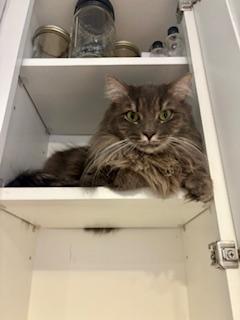 Enlarge Tom, a Adoptable Domestic Medium Hair in Fairfax, VA image 6/6