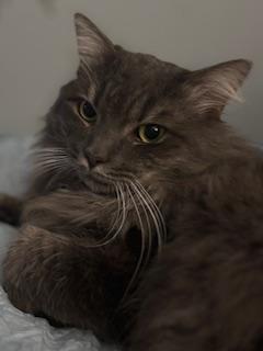 Tom, a Adoptable Domestic Medium Hair in Fairfax, VA image 5/6