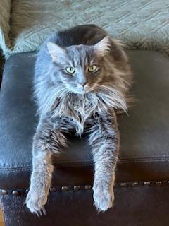 Tom, Adoptable, Young Male Domestic Medium Hair.