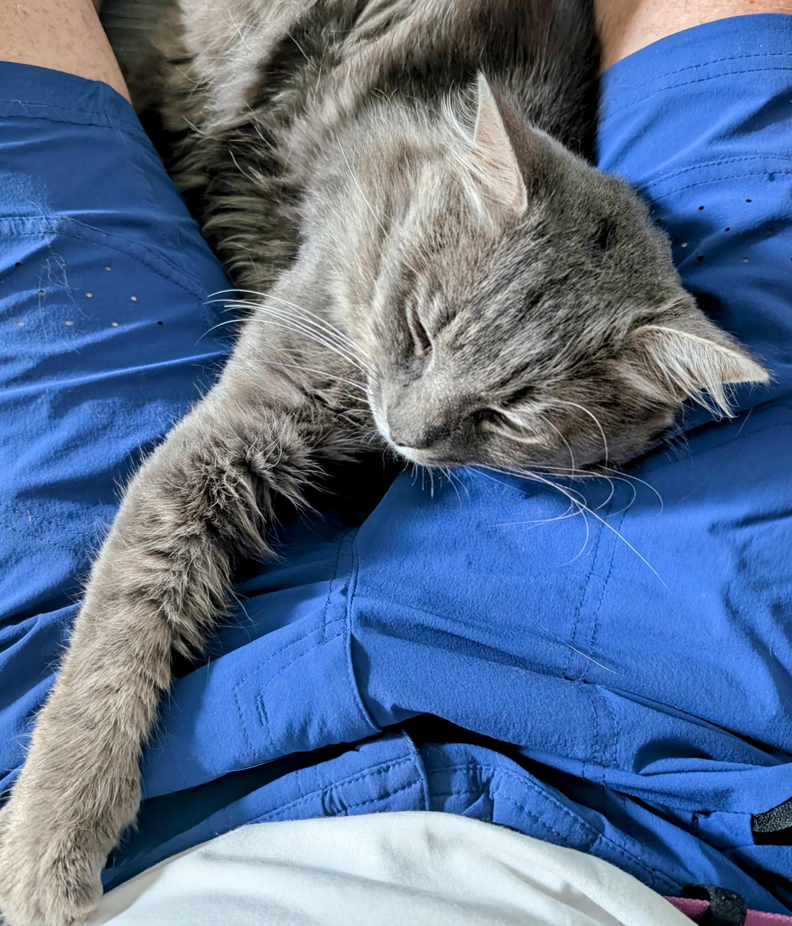 Tom, a Adoptable Domestic Medium Hair in Fairfax, VA image 6/6