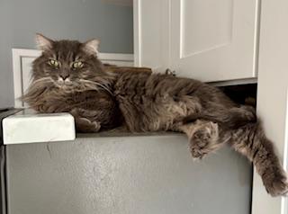 Enlarge Tom, a Adoptable Domestic Medium Hair in Fairfax, VA image 4/6