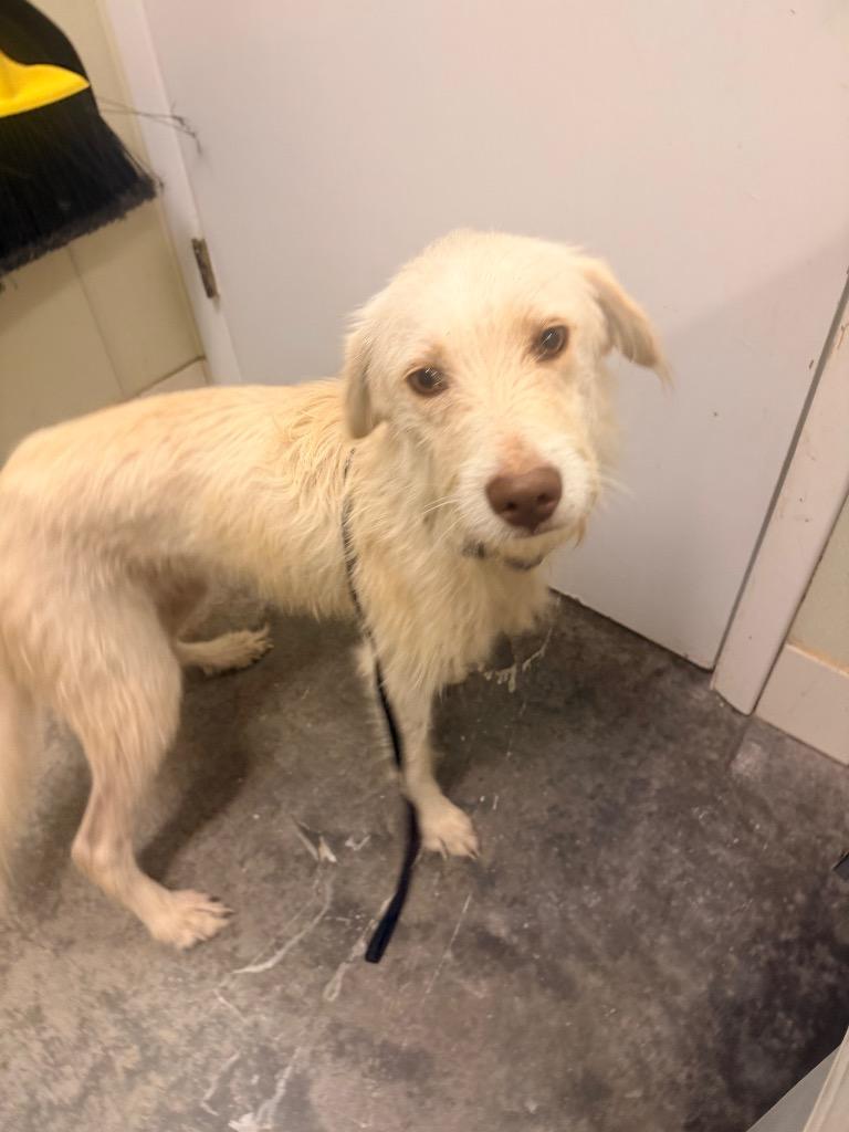 Enlarge Iris, a Adoptable mixed breed in Neosho, MO image 1/1