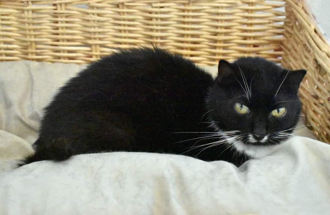 Peepers, Adoptable, Young Female Tuxedo & Domestic Short Hair.