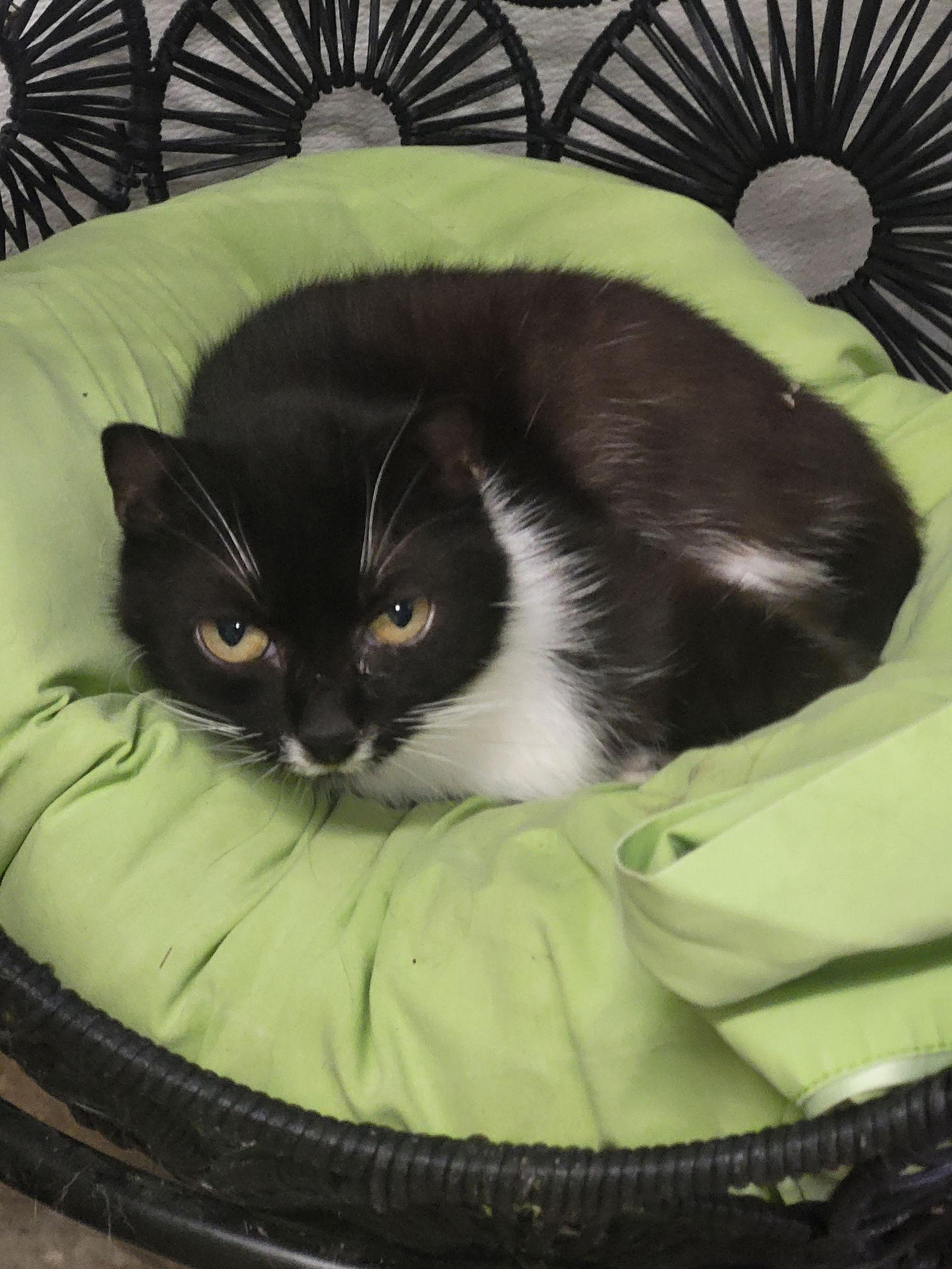 Peepers, a Adoptable mixed breed in Iroquois, IL image 2/2