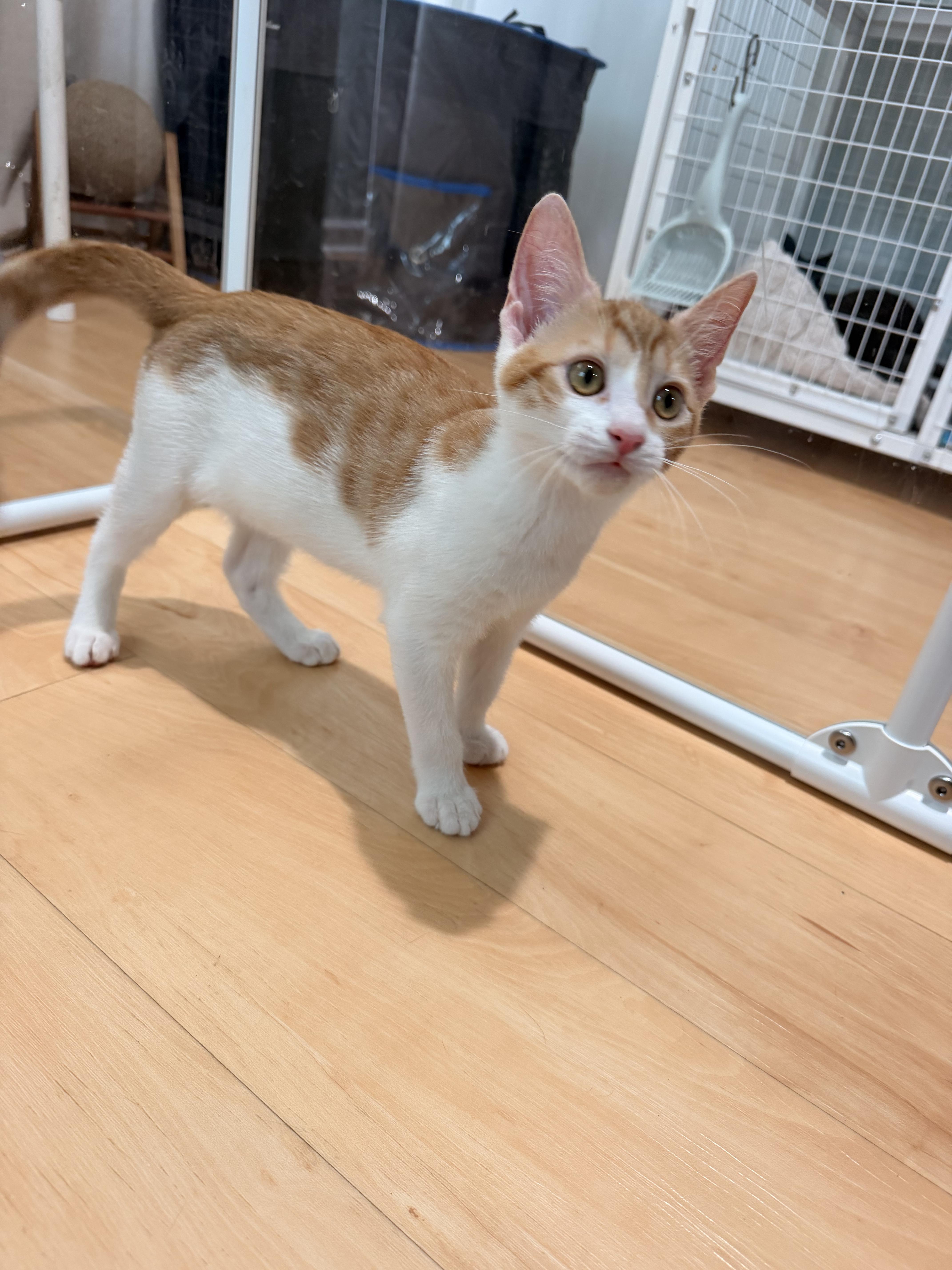 Seastar, ADOPTABLE, Kitten Male Domestic Short Hair.