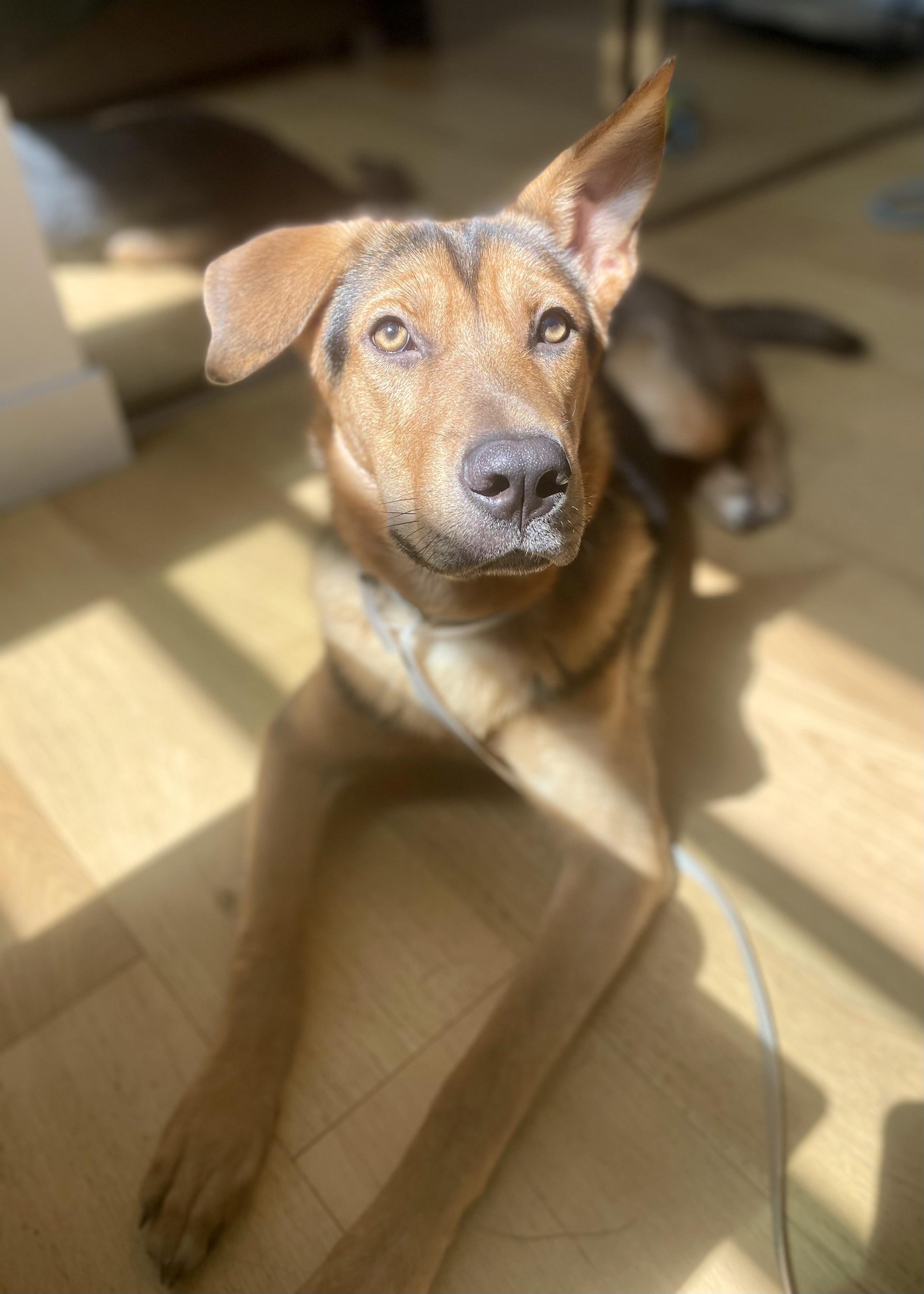 Jolene, Adoptable, Young Female German Shepherd Dog & Mixed Breed.