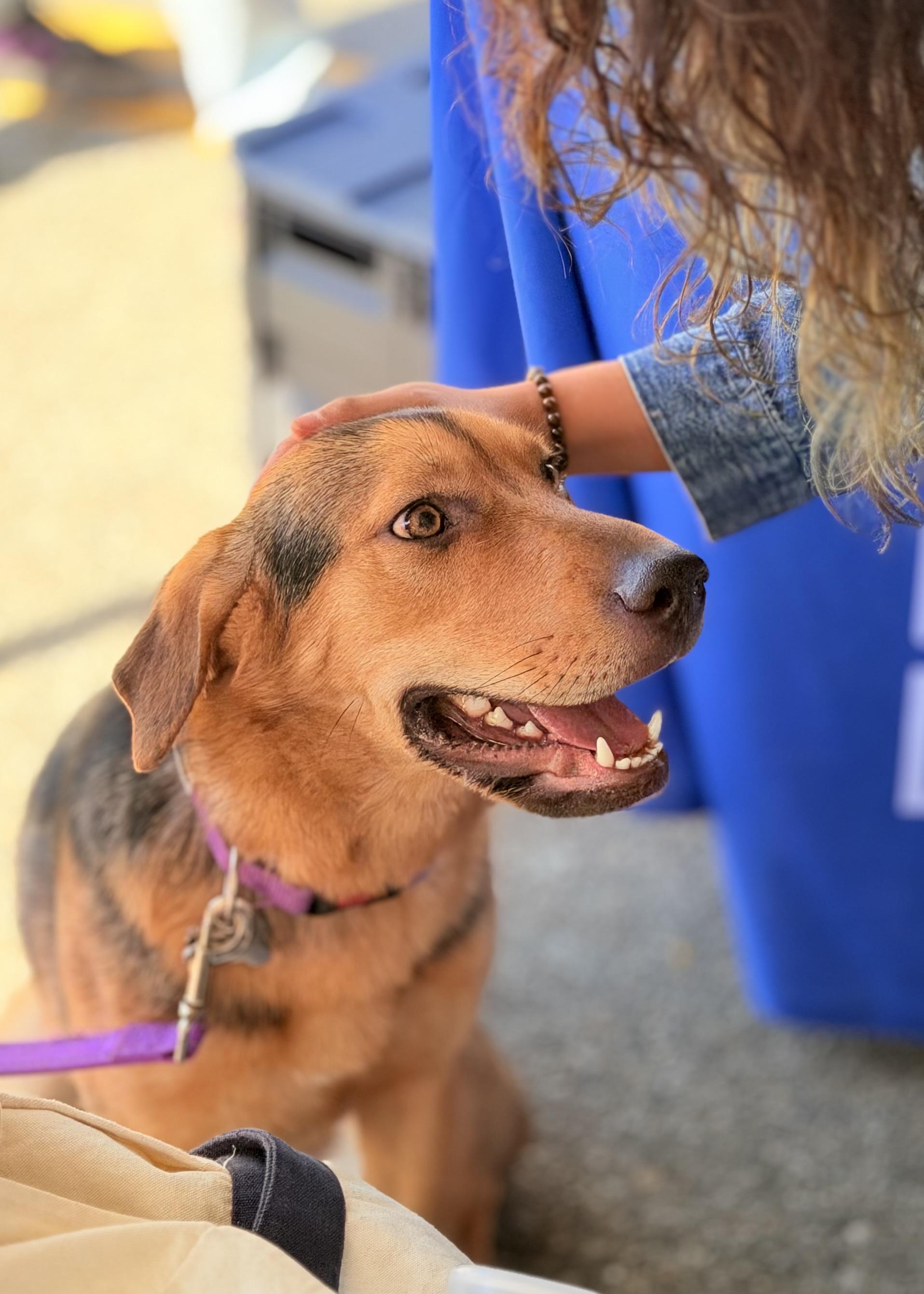 Enlarge Jolene, a Adoptable mixed breed in Thousand Oaks, CA image 2/6