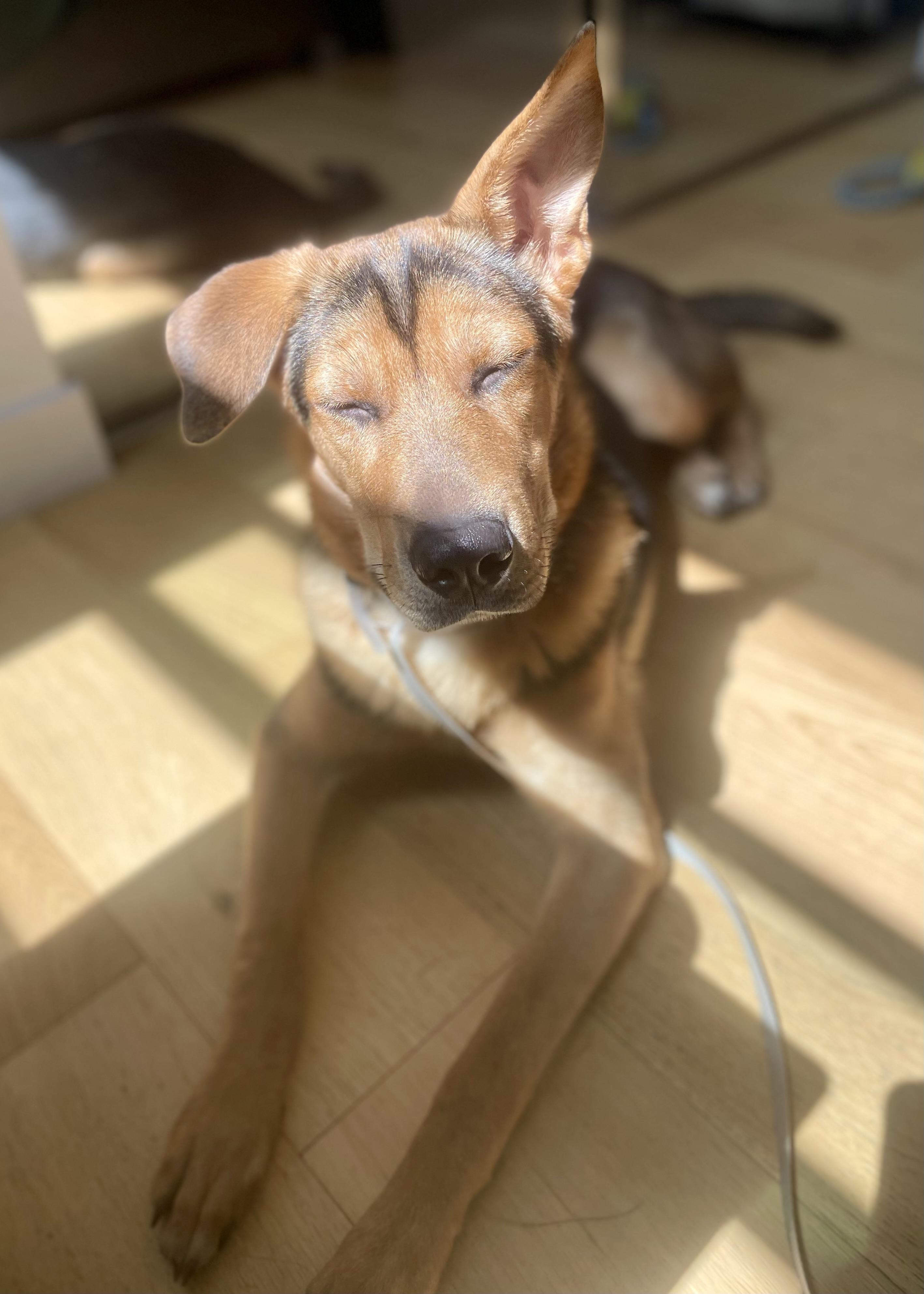 Enlarge Jolene, a Adoptable mixed breed in Thousand Oaks, CA image 3/6