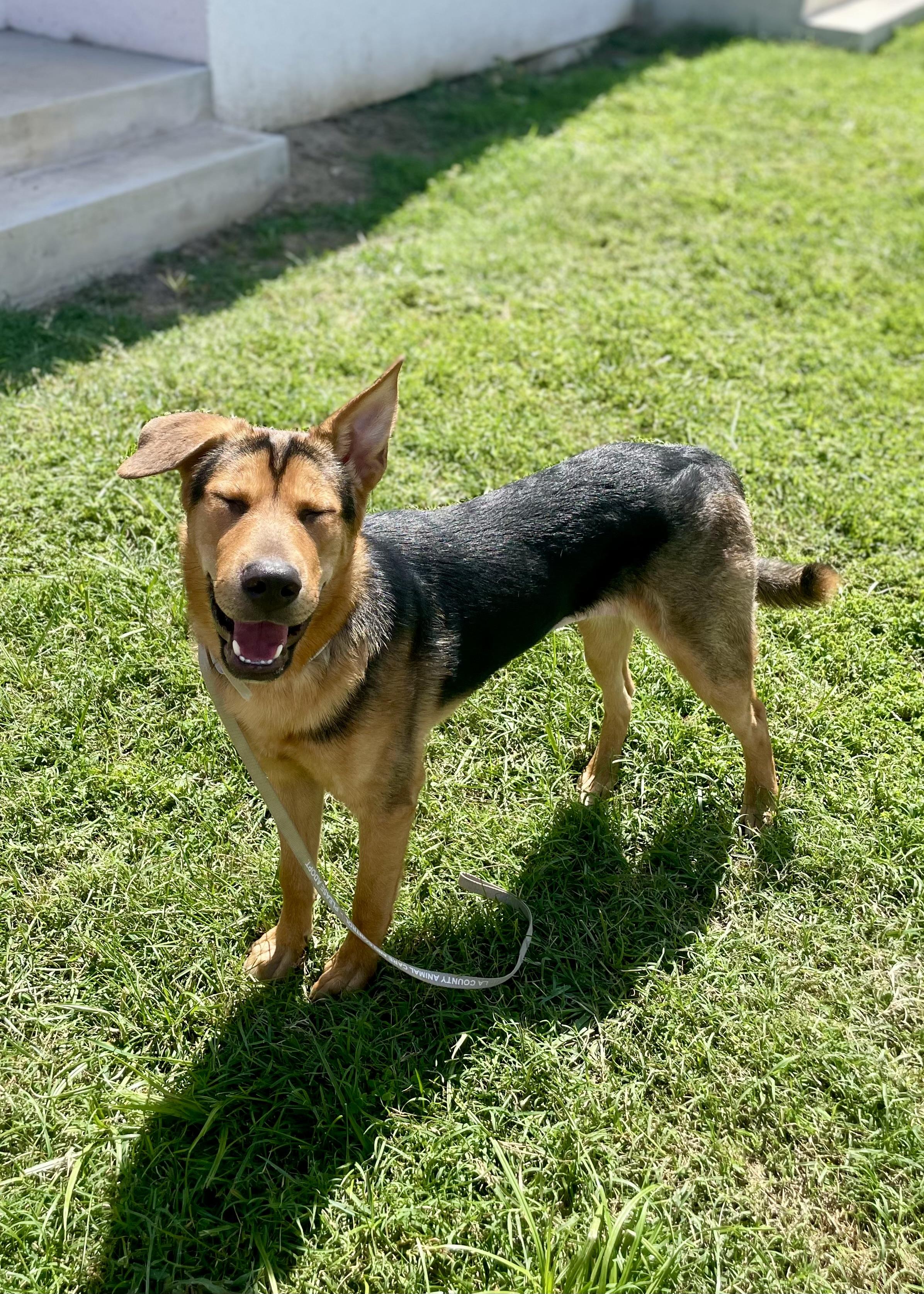 Enlarge Jolene, a Adoptable mixed breed in Thousand Oaks, CA image 5/6
