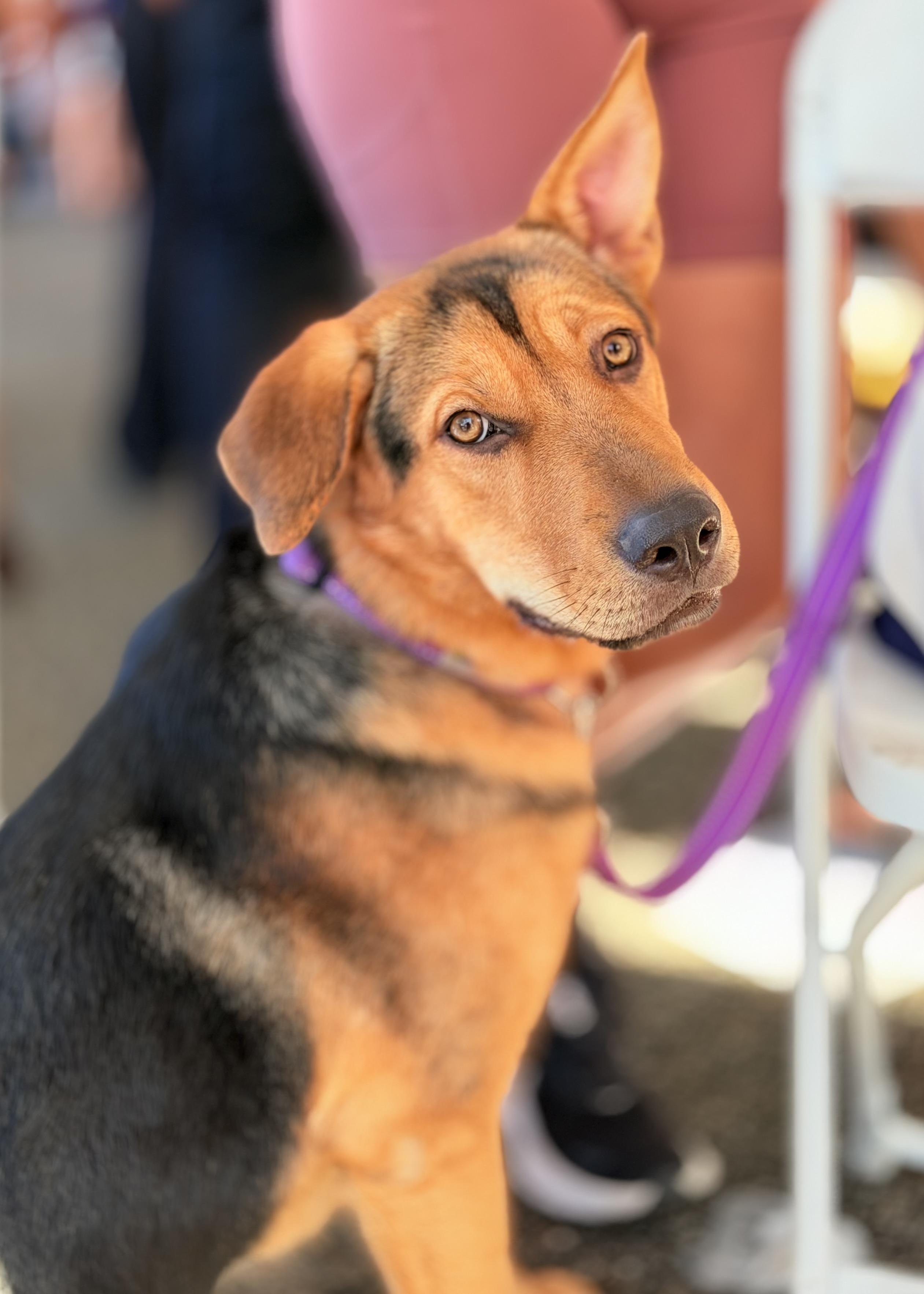Jolene, Adoptable, Young Female German Shepherd Dog & Mixed Breed.