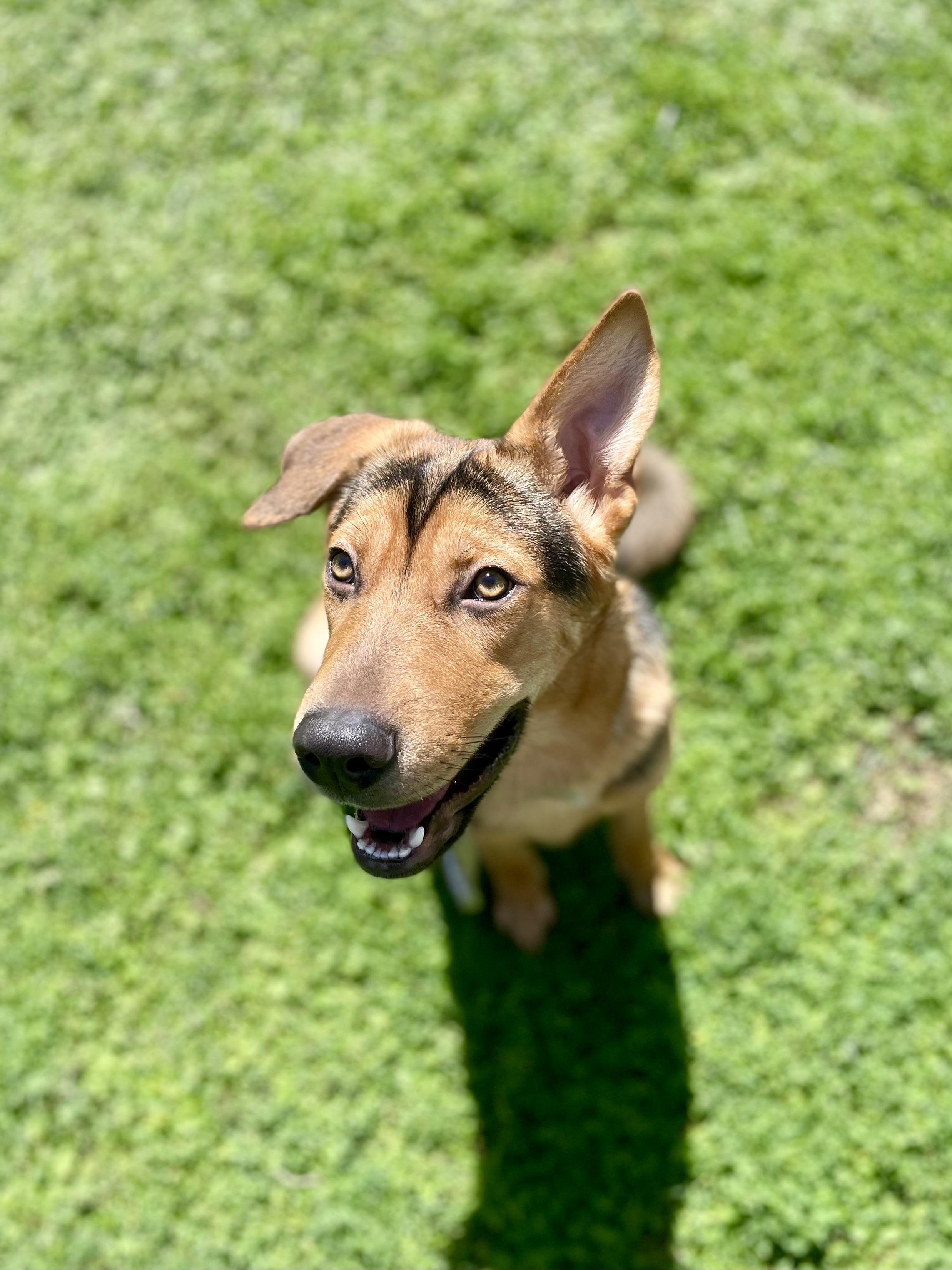 Enlarge Jolene, a Adoptable mixed breed in Thousand Oaks, CA image 4/6