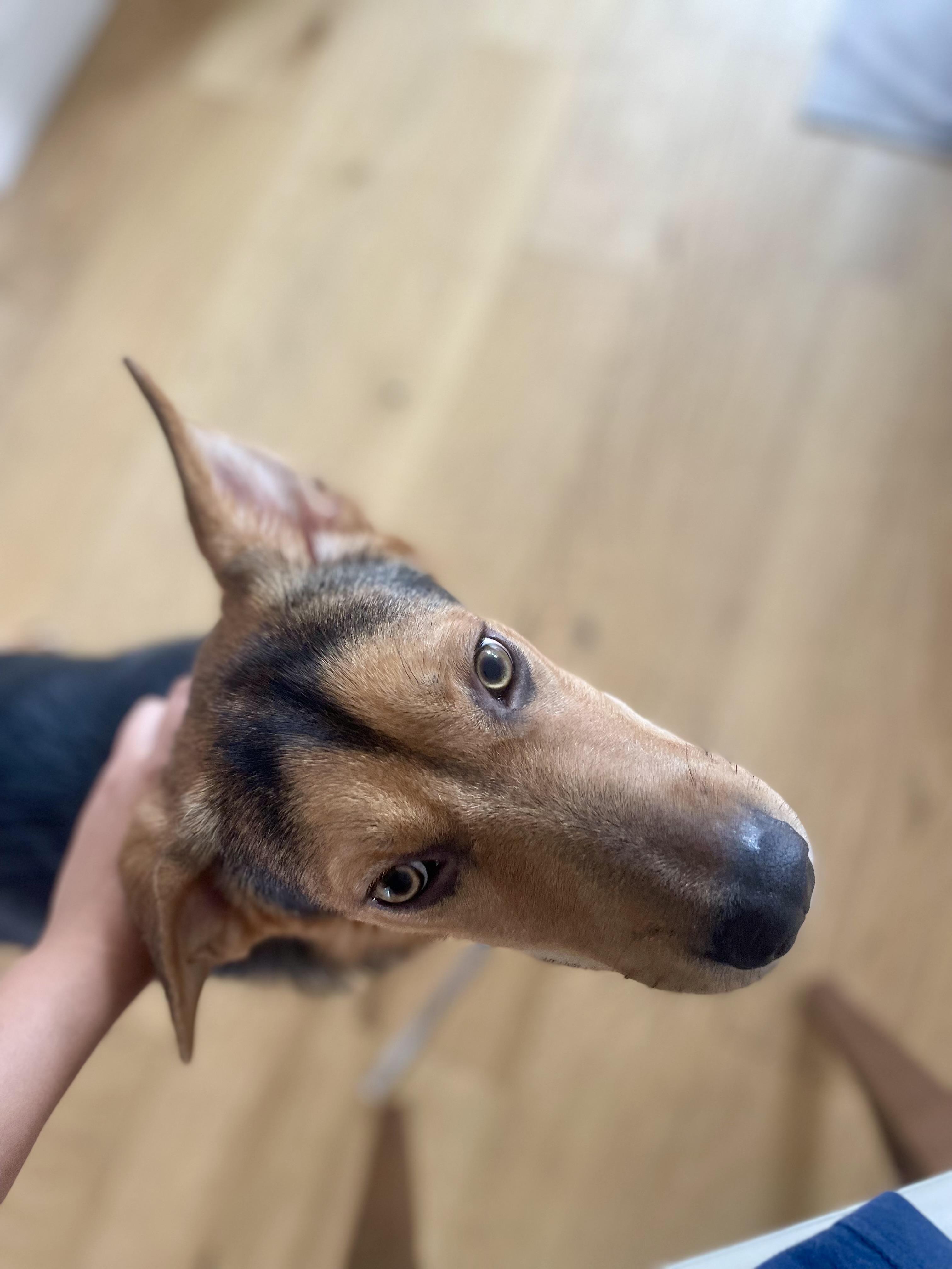 Enlarge Jolene, a Adoptable mixed breed in Thousand Oaks, CA image 6/6