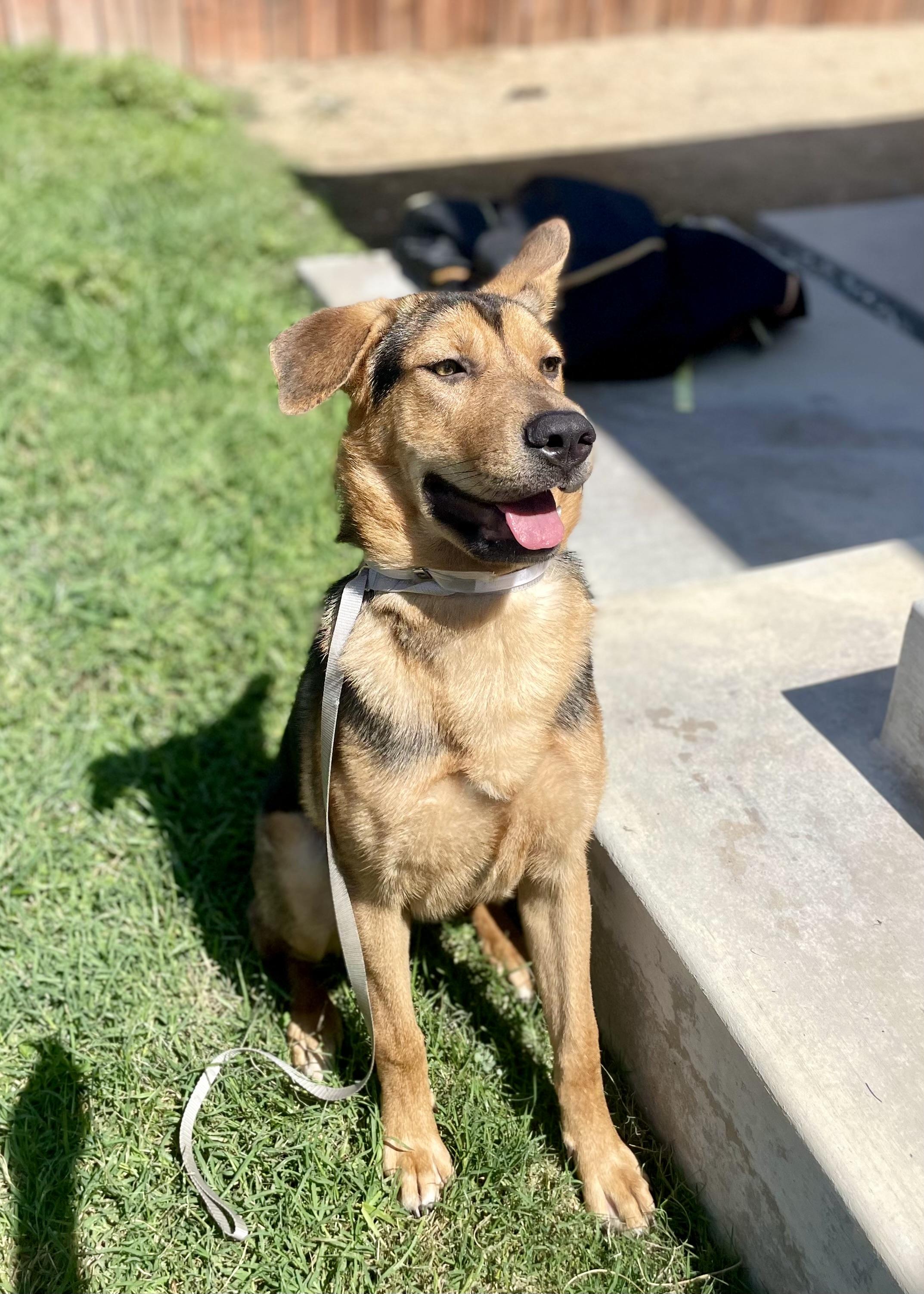 Enlarge Jolene, a Adoptable mixed breed in Thousand Oaks, CA image 2/6