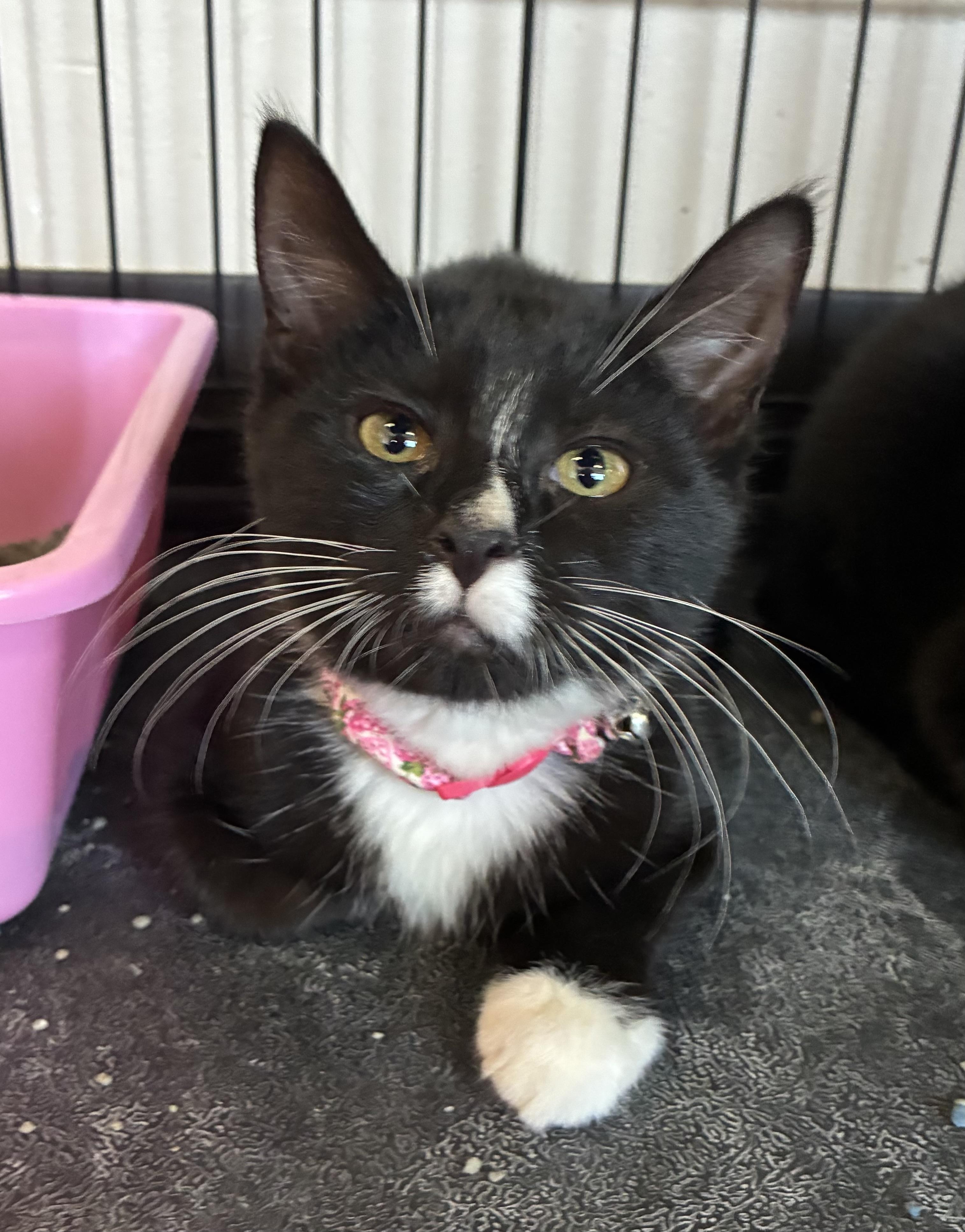 Enlarge Jenny, a ADOPTABLE Domestic Short Hair in Breinigsville, PA image 1/2
