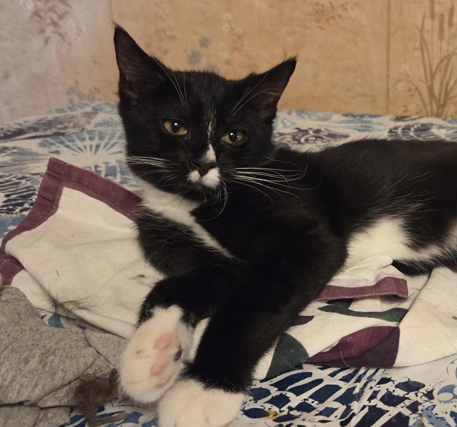 Enlarge Jenny, a ADOPTABLE Domestic Short Hair in Breinigsville, PA image 2/2