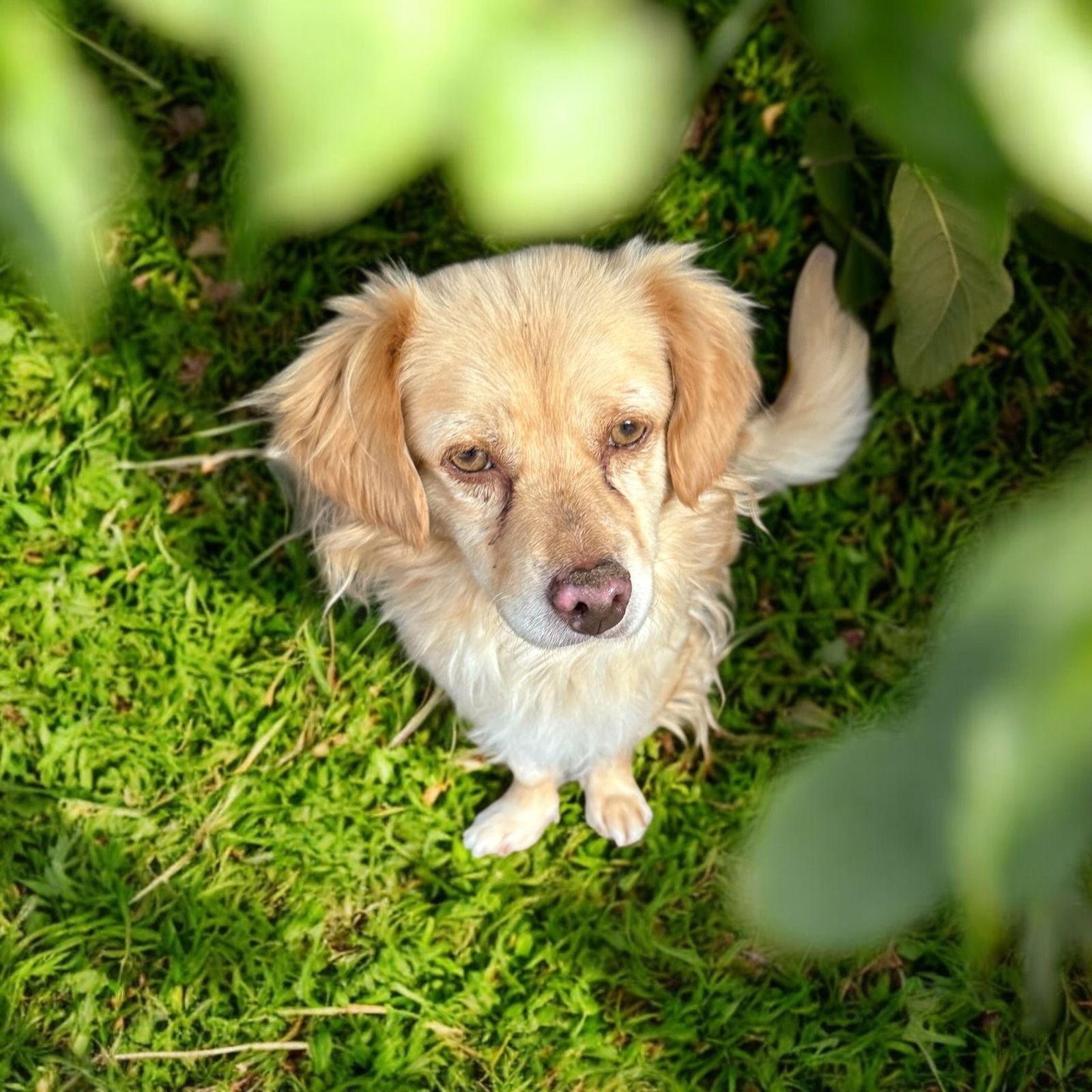 Enlarge Austin, a Adopted mixed breed in Orange, CA image 1/3