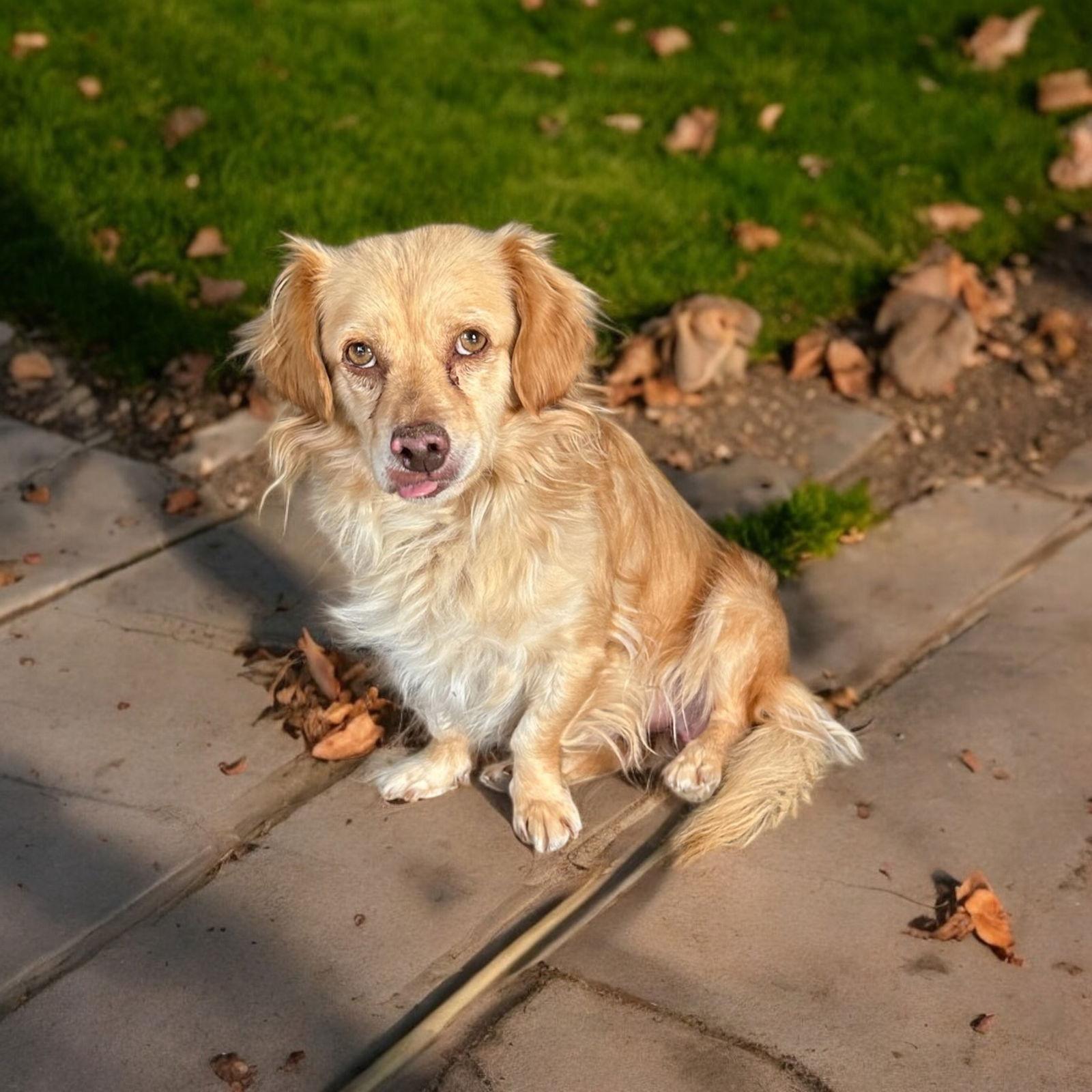 Enlarge Austin, a Adopted mixed breed in Orange, CA image 2/3