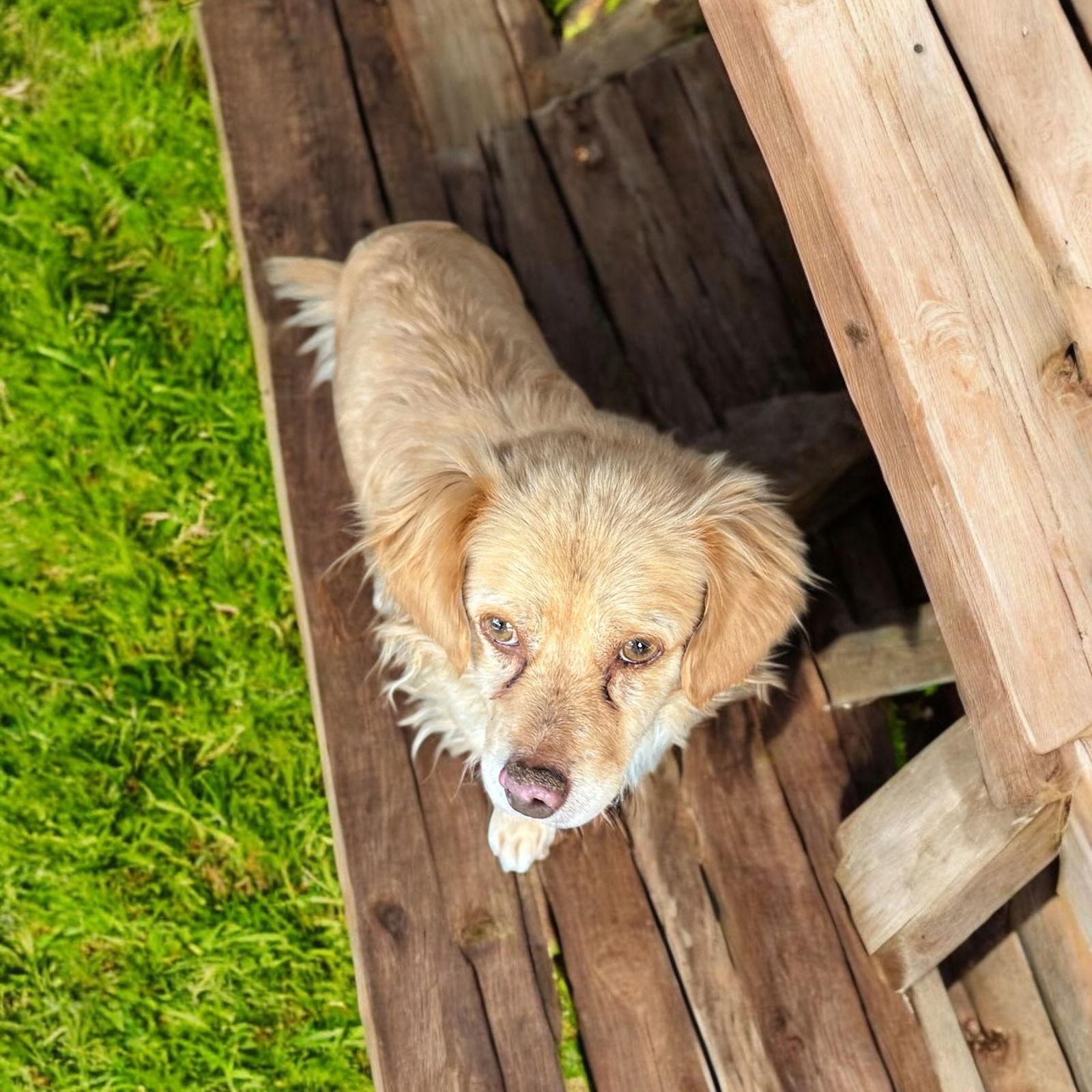 Enlarge Austin, a Adopted mixed breed in Orange, CA image 3/3
