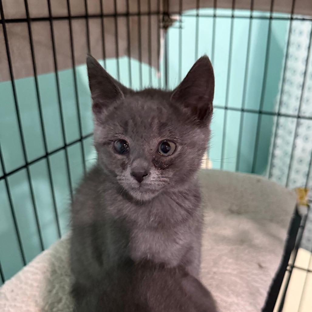 Popeye the Sailor Man, Adoptable, Kitten Male Domestic Short Hair.