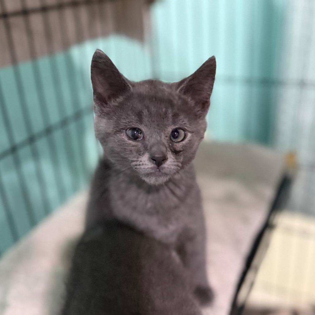 Popeye the Sailor Man, a Adoptable Domestic Short Hair in Marion, VA image 2/6
