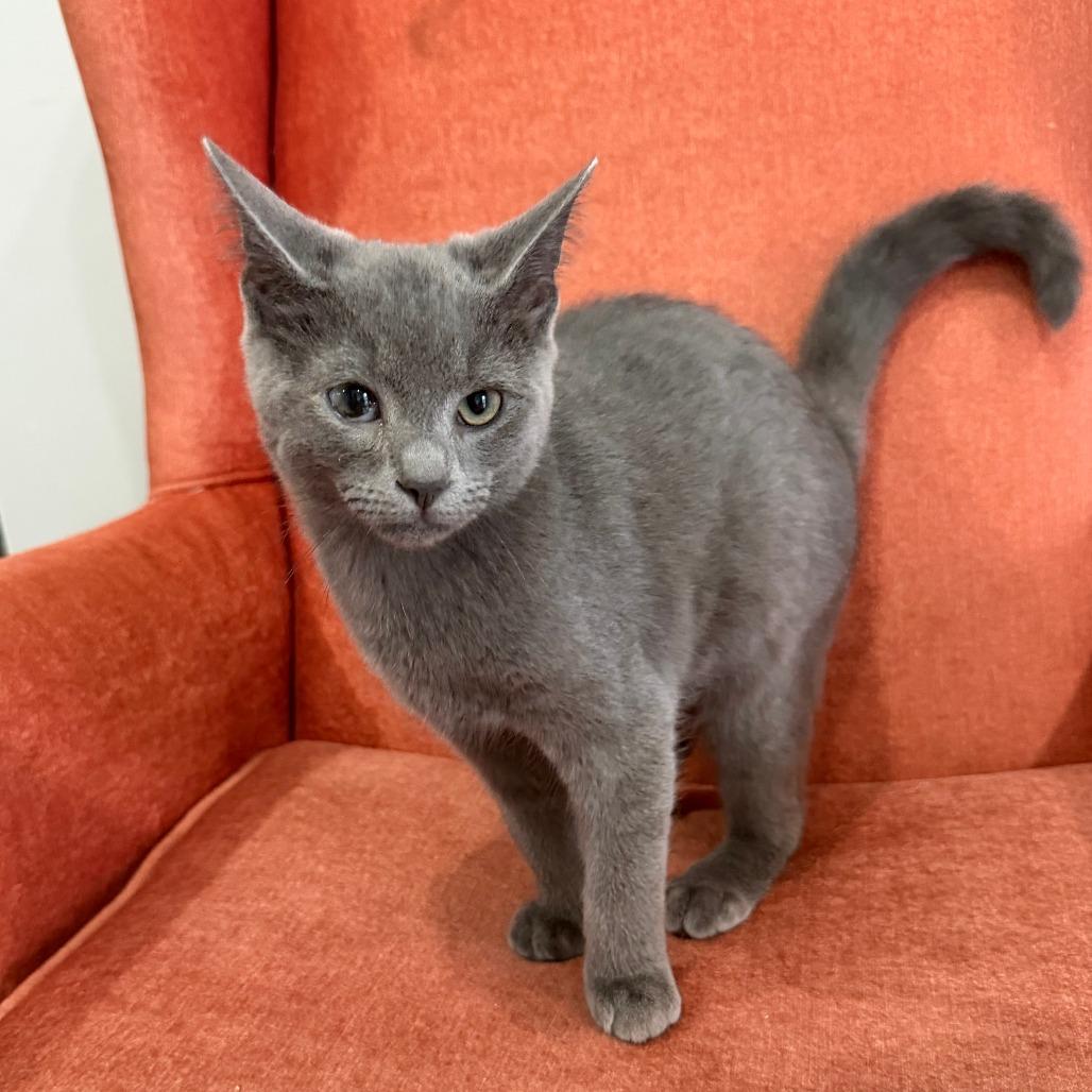 Popeye the Sailor Man, a Adoptable Domestic Short Hair in Marion, VA image 3/6
