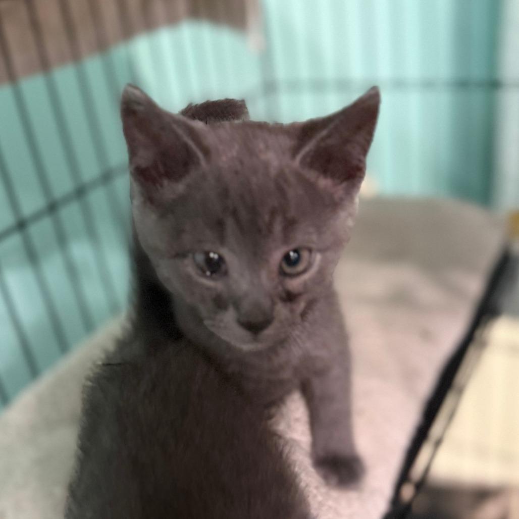 Popeye the Sailor Man, a Adoptable Domestic Short Hair in Marion, VA image 4/6