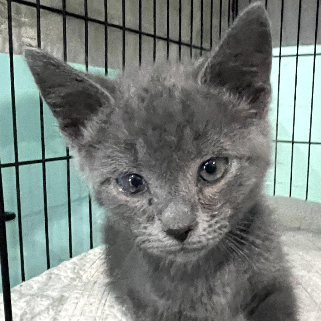Popeye the Sailor Man, a Adoptable Domestic Short Hair in Marion, VA image 6/6
