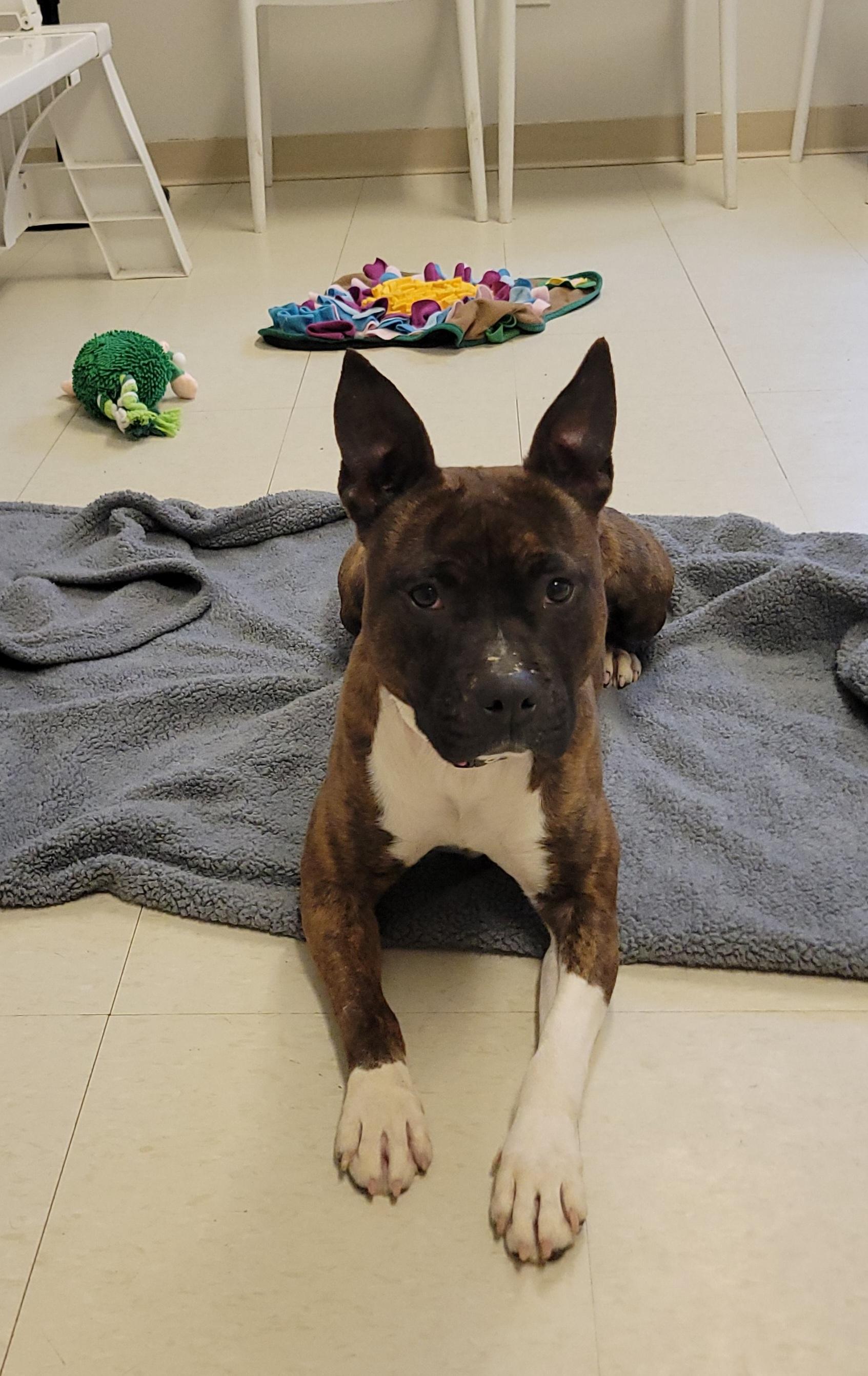 Mona , adoptable, Young Female Staffordshire Bull Terrier.