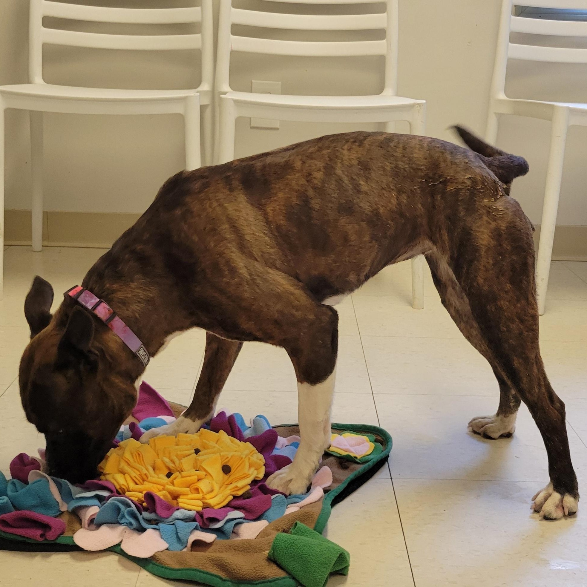 Yo-Yo, adoptable, Young Female Staffordshire Bull Terrier.