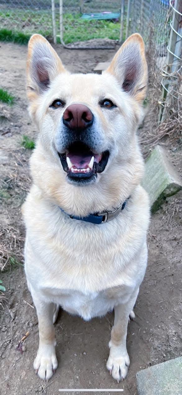 Enlarge Tucker, a Adoptable mixed breed in Benson, NC image 1/5