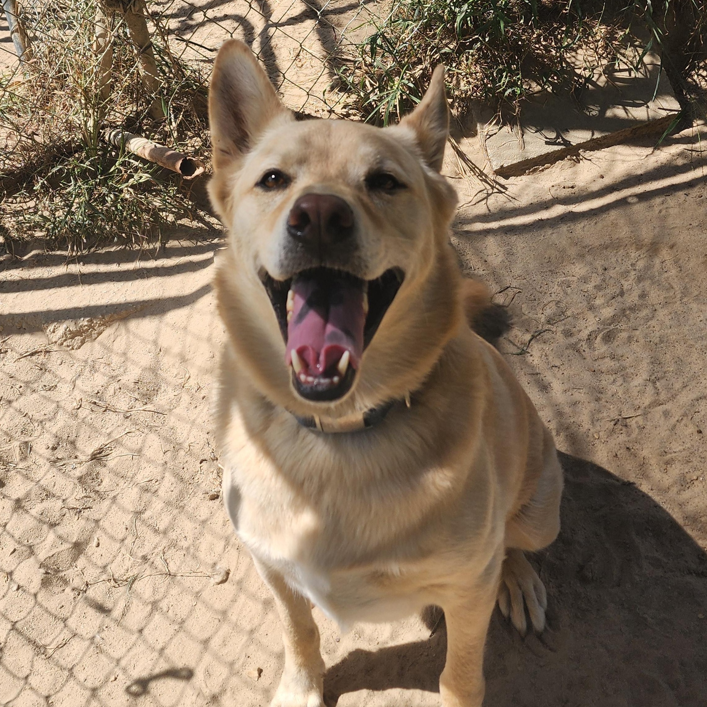 Enlarge Tucker, a Adoptable mixed breed in Benson, NC image 2/5