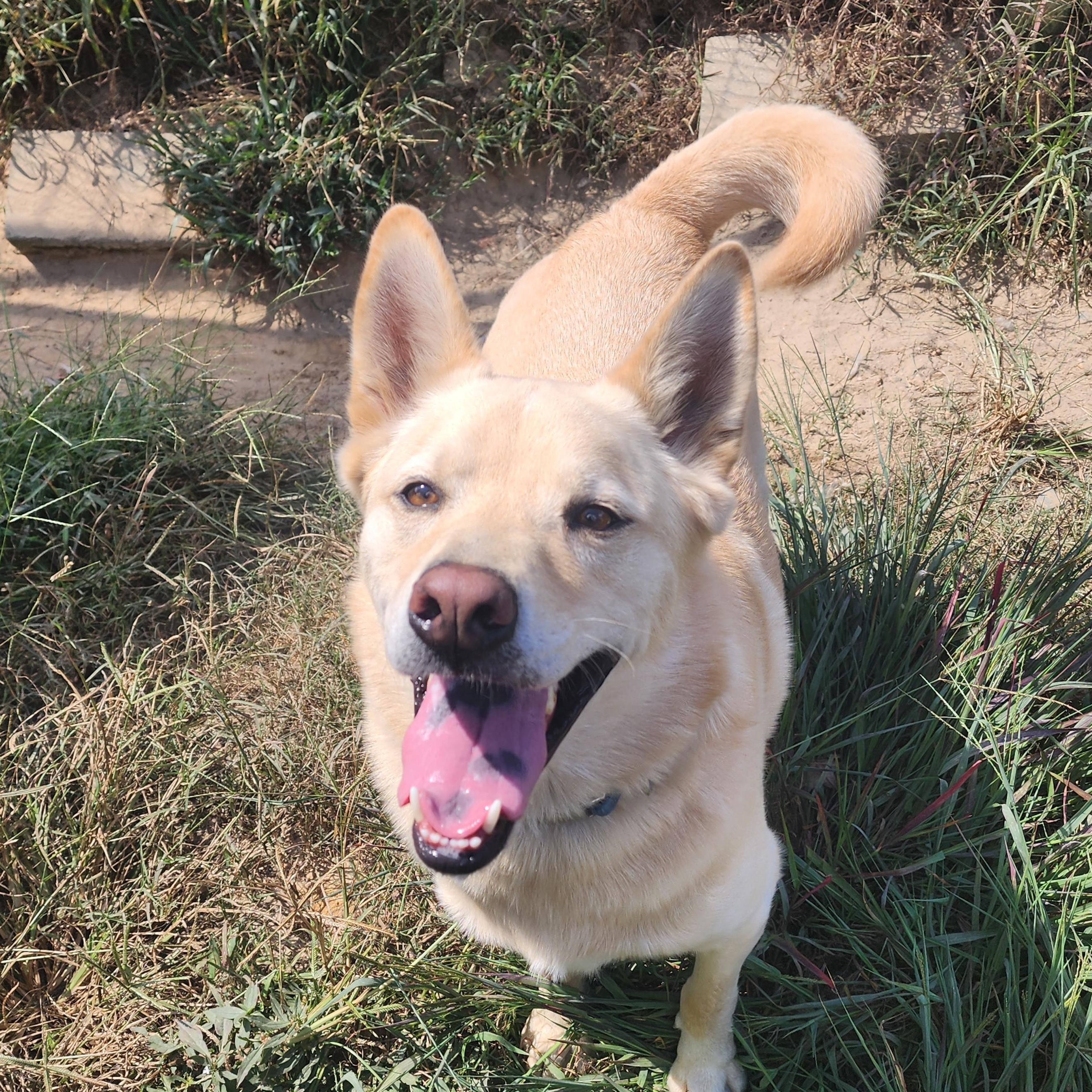 Enlarge Tucker, a Adoptable mixed breed in Benson, NC image 3/5