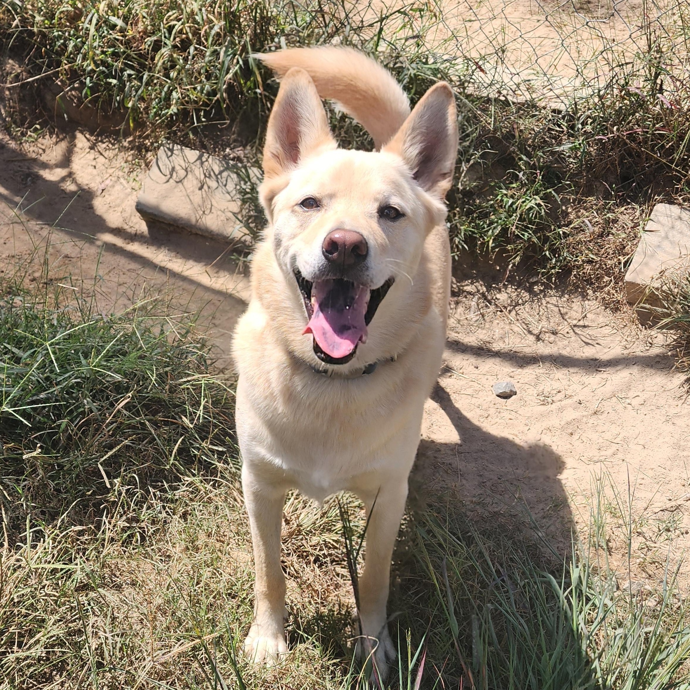 Enlarge Tucker, a Adoptable mixed breed in Benson, NC image 4/5