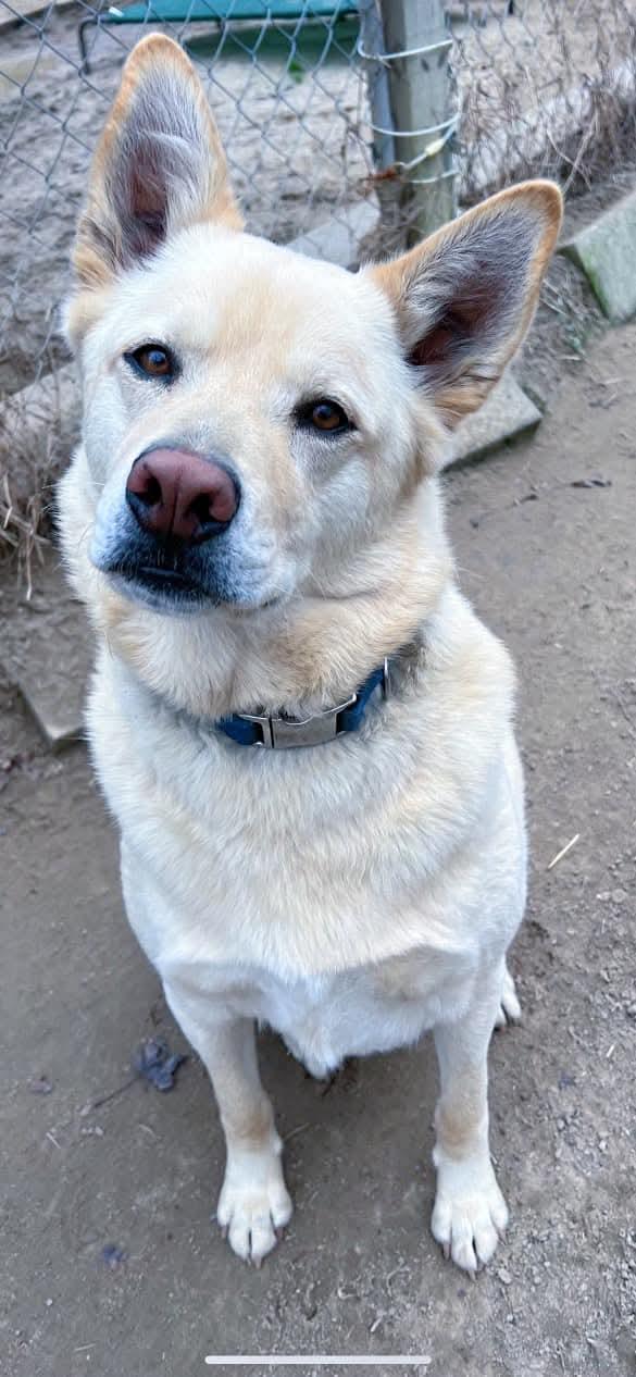 Enlarge Tucker, a Adoptable mixed breed in Benson, NC image 5/5