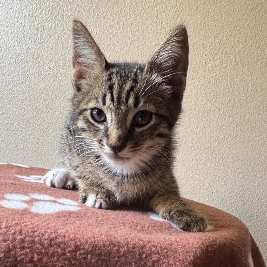 Paws, Adoptable, Kitten Male Domestic Short Hair.