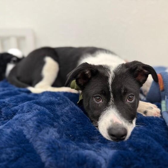 Jaxson happy-go-lucky mcsnugglepants — thumbnail 4