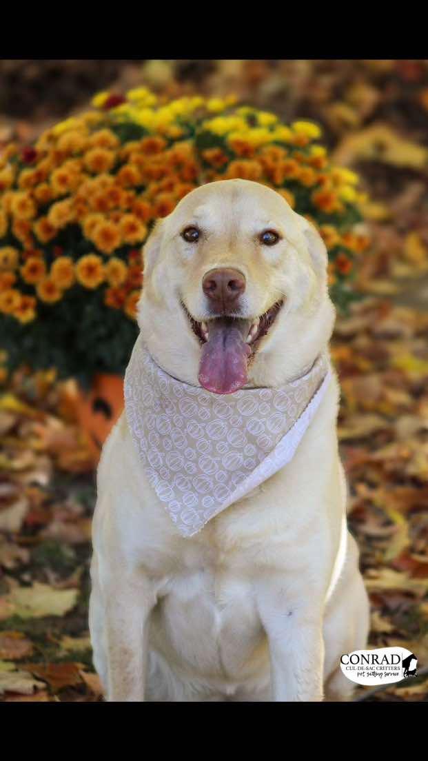 Enlarge Emmie, a Adoptable mixed breed in South Charleston, OH image 2/2