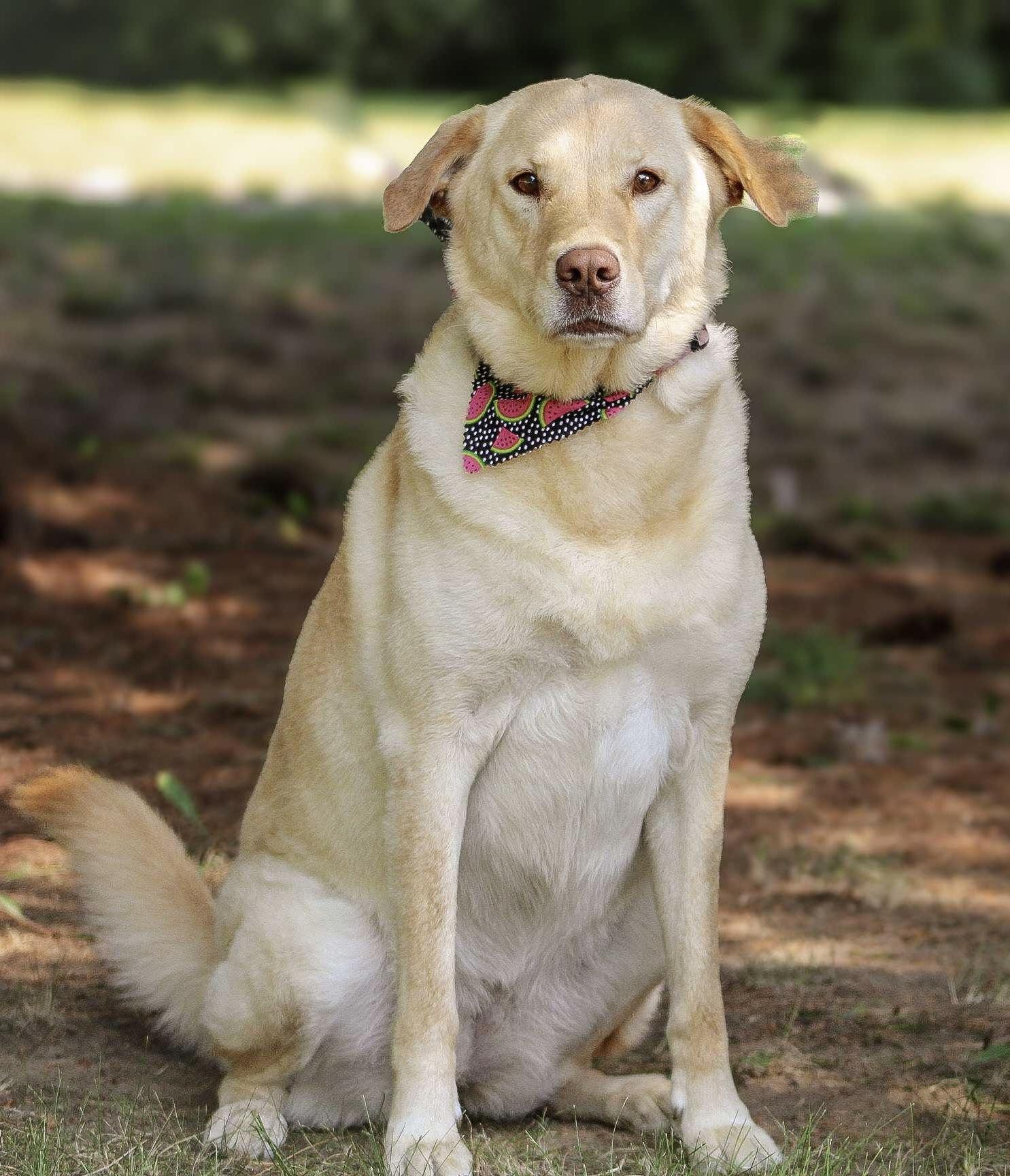 Emmie, Adoptable, Adult Female Labrador Retriever.