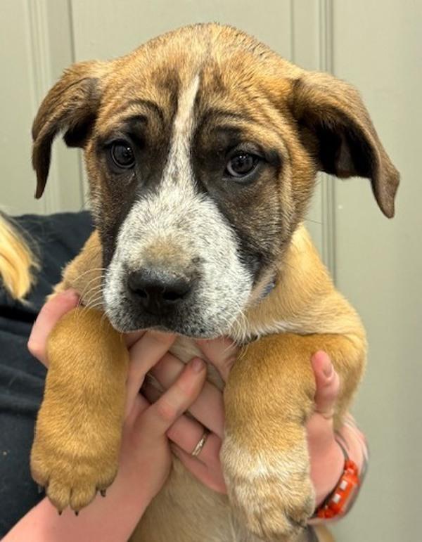 Enlarge Grand Slam, a Adoptable mixed breed in Littleton, CO image 1/1