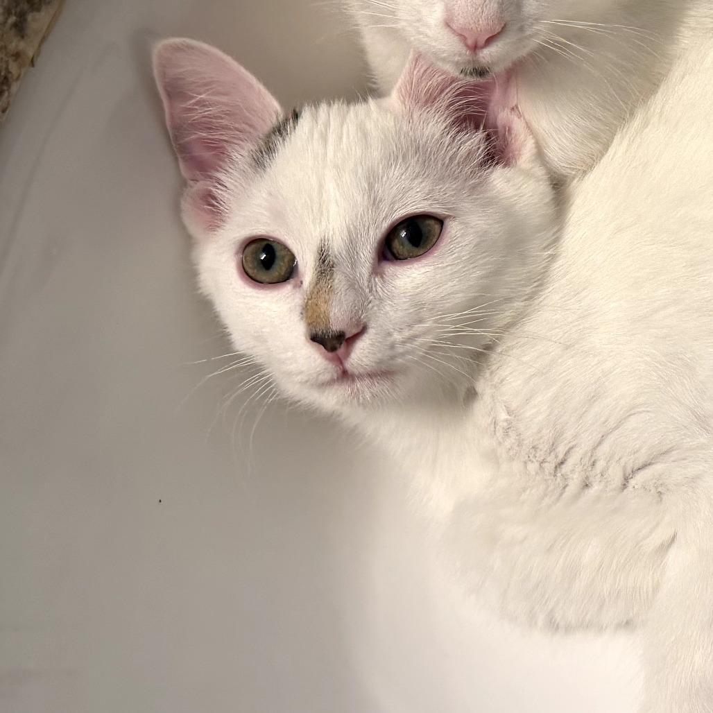 Sweetie, a Adoptable Domestic Short Hair in Temecula, CA image 1/2