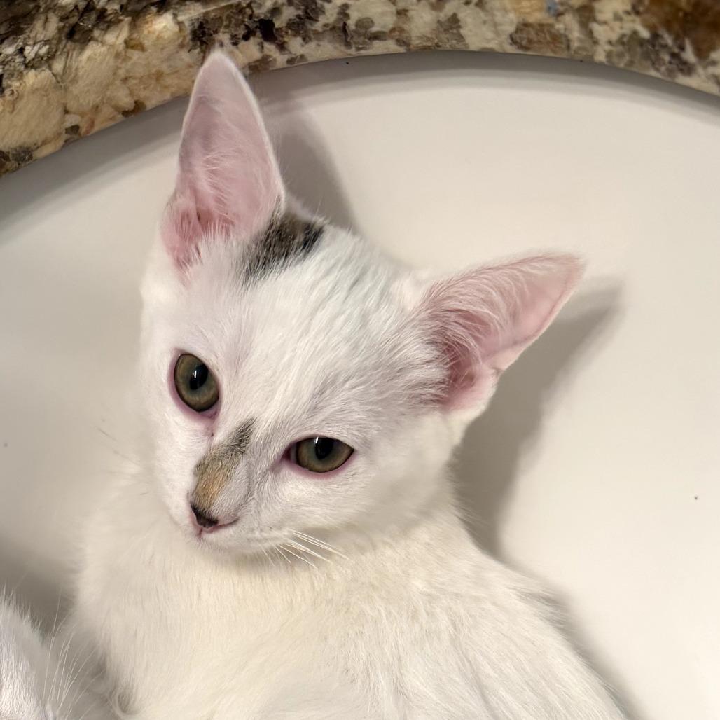 Sweetie, a Adoptable Domestic Short Hair in Temecula, CA image 2/2