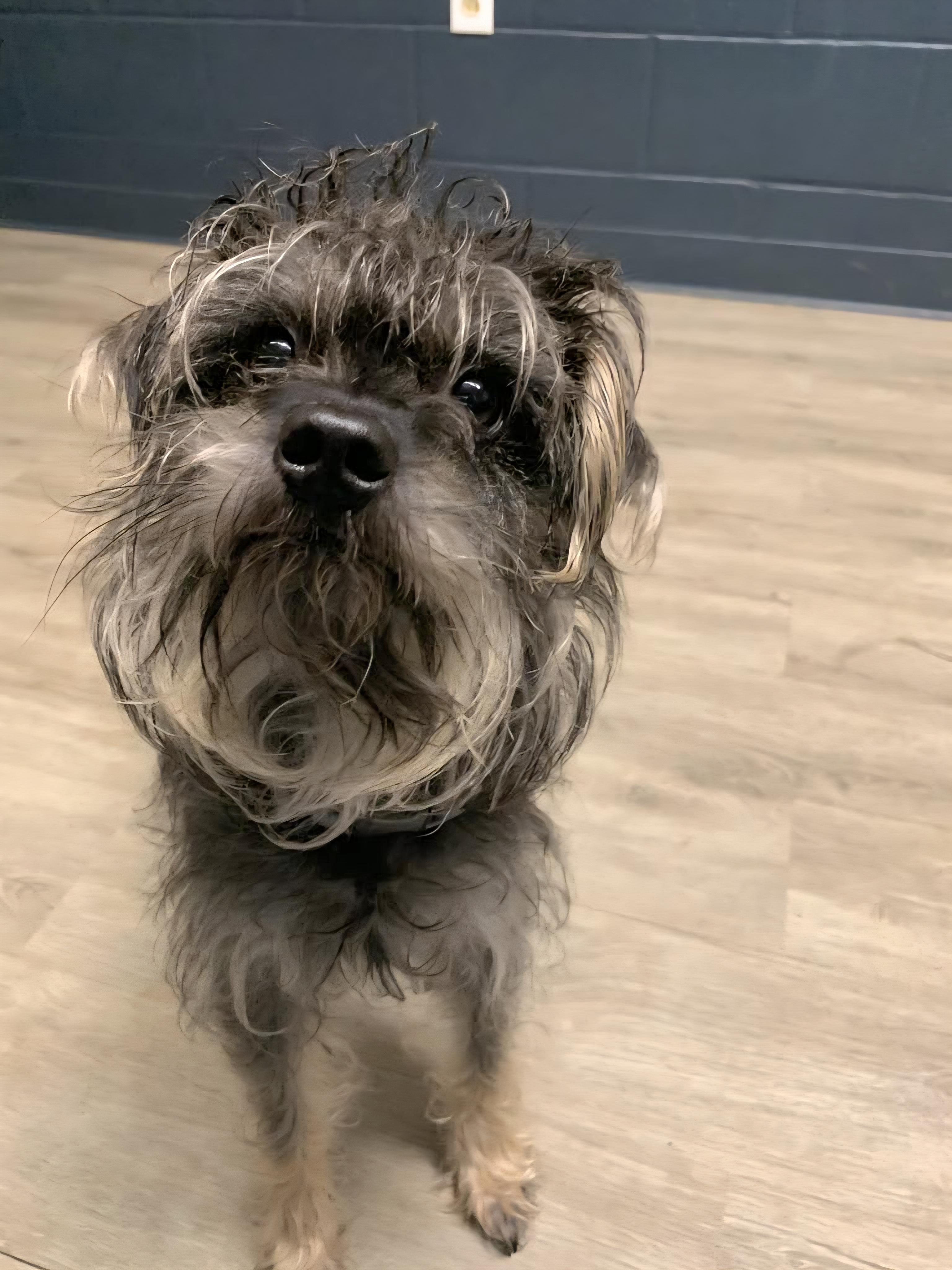 Caterpillar thumbnail 2